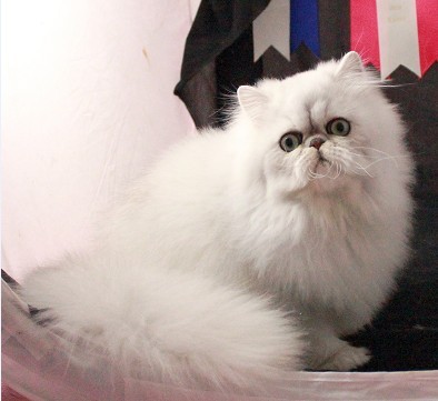 三分钟带你了解完金吉拉猫，你喜欢这只小可爱吗？