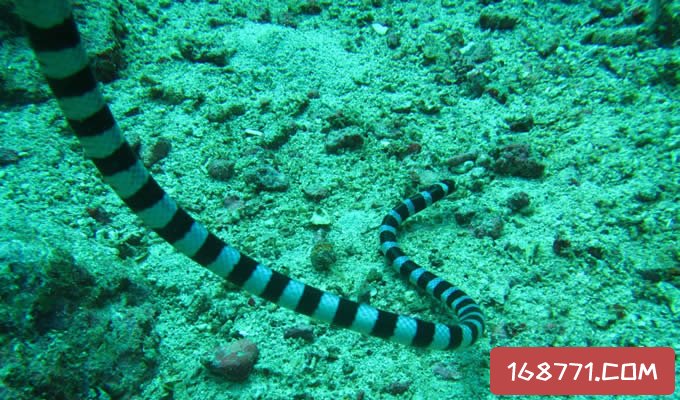 世界上最毒的蛇第一名详解，澳洲艾基特林海蛇能吃吗？？