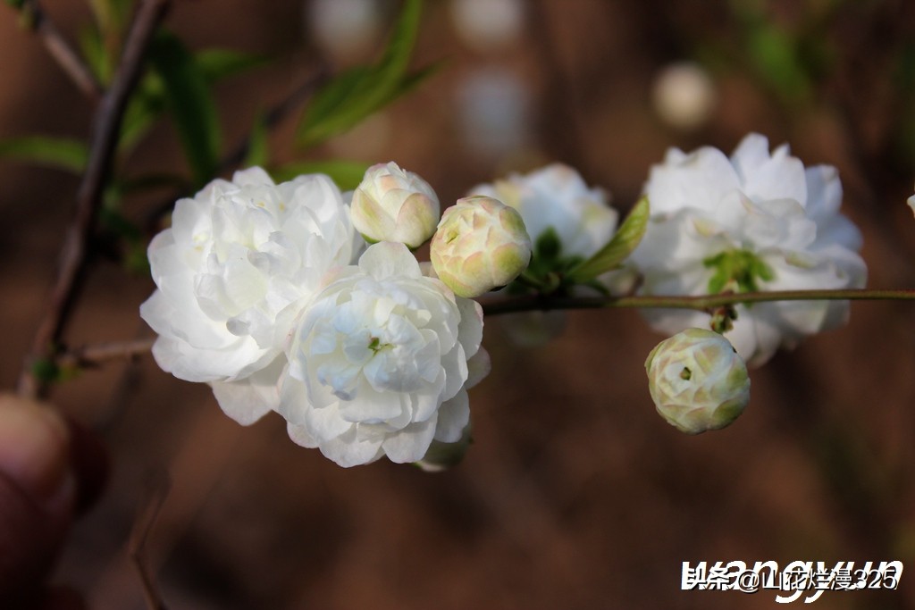 麦李(美花佳果——麦李.你认识吗?