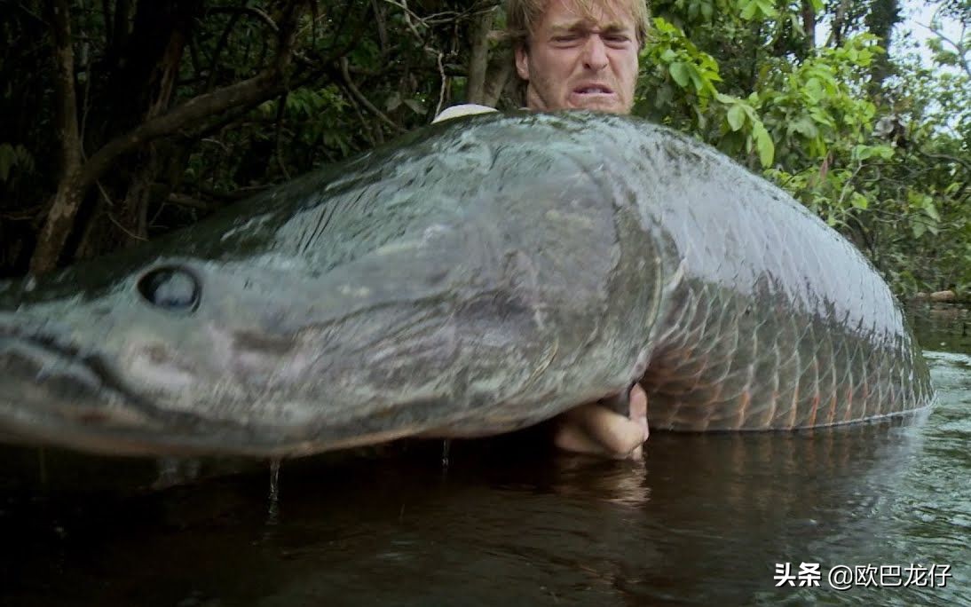 食人鱼的克星,响尾能拍碎人头骨,淡水鲨鱼如何被人类吃成濒危?