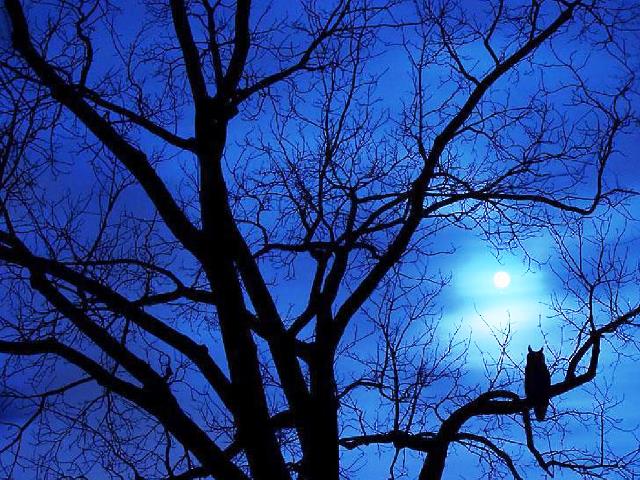 陈子昂《春夜别友人》：明月隐高树，长河没晓天