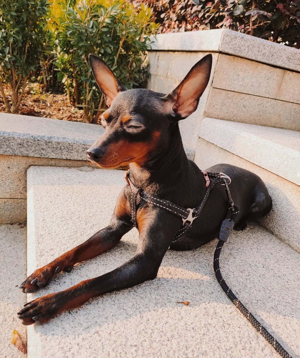 小鹿犬的优缺点,怎样使用正确的训练方法改掉小鹿犬的坏习惯?