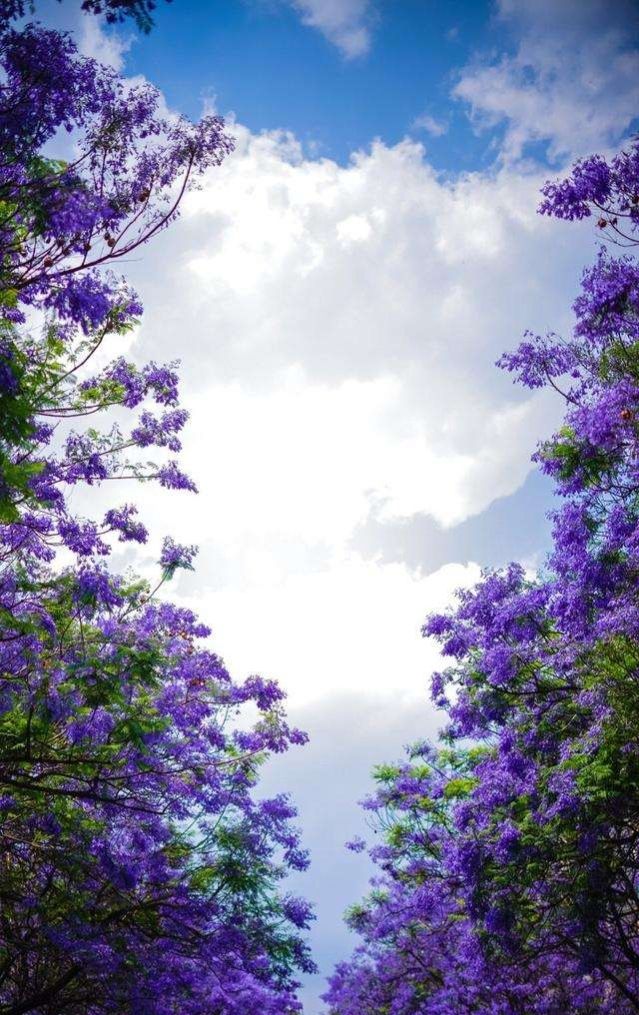 风暖人间草木香,一笺清浅入夏来