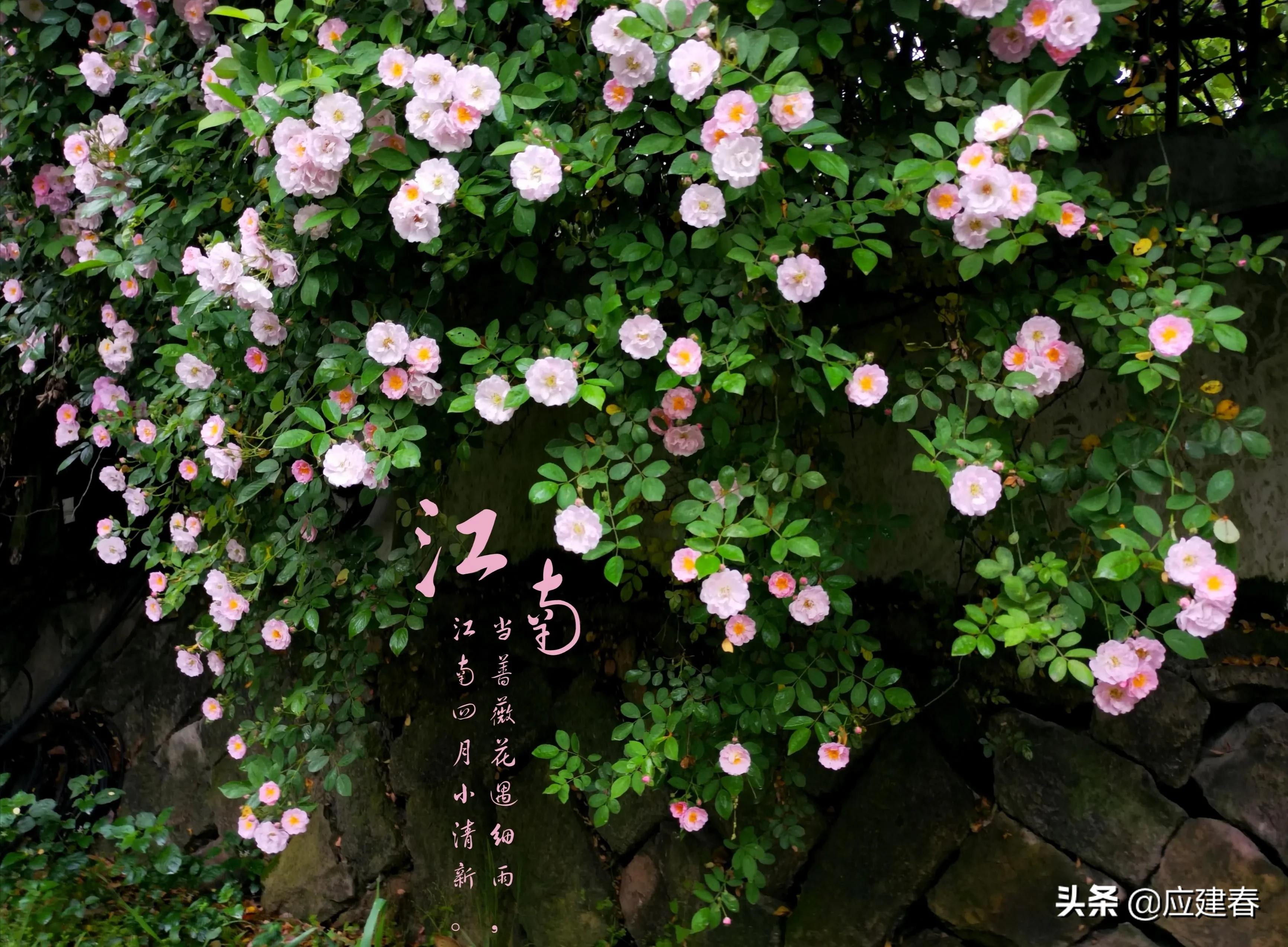 「散文」当蔷薇花遇细雨，江南四月小清新