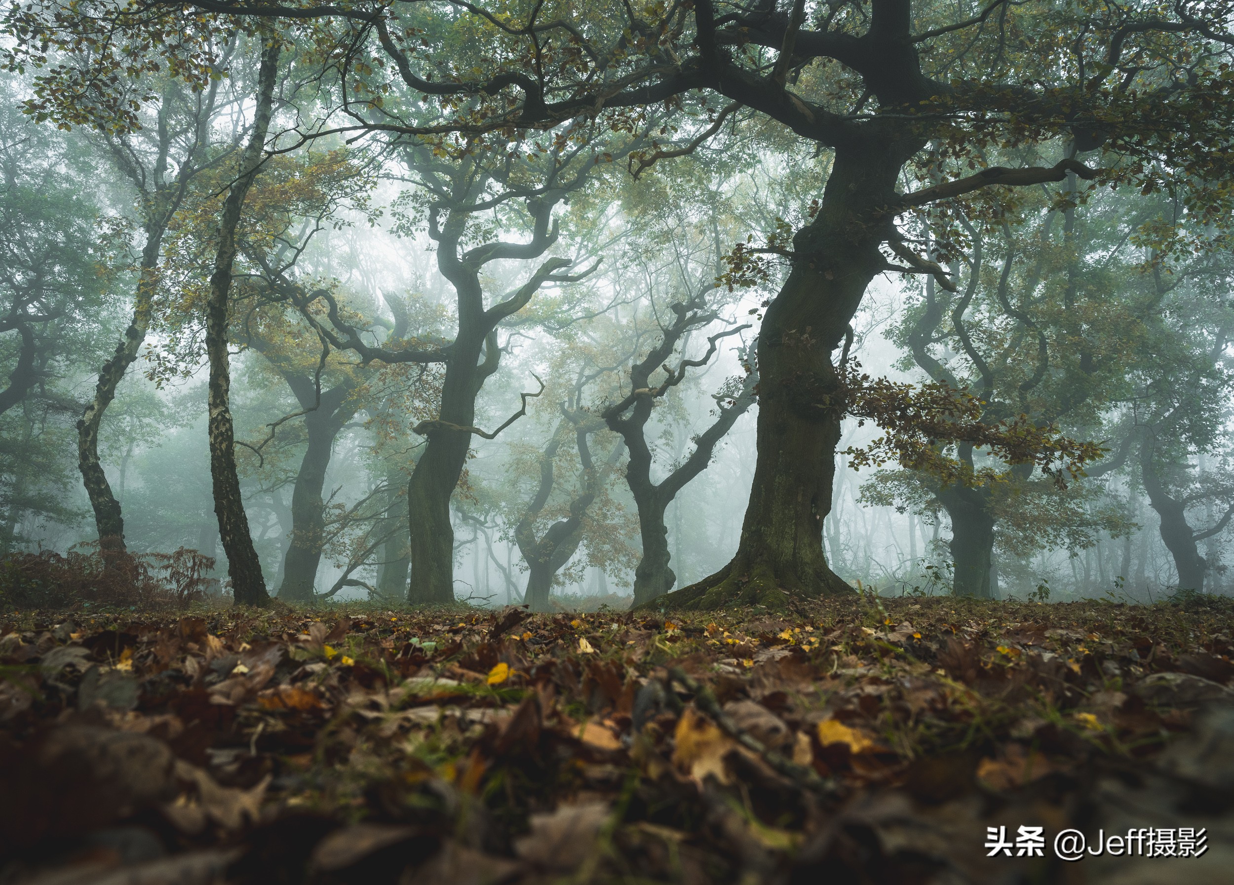 林地摄影,每一片树林都应该被拍成这样
