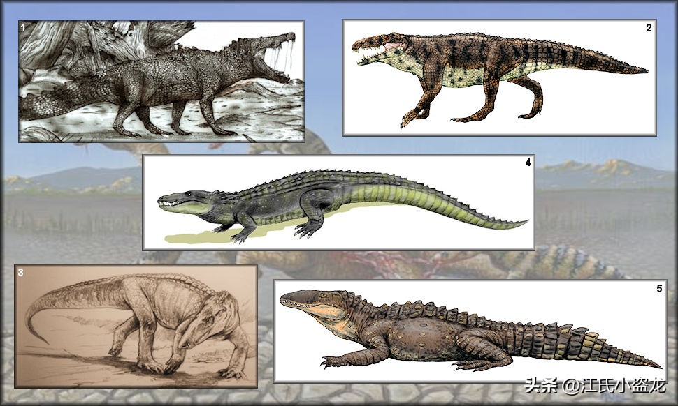 鳄鱼的进化过程图图片