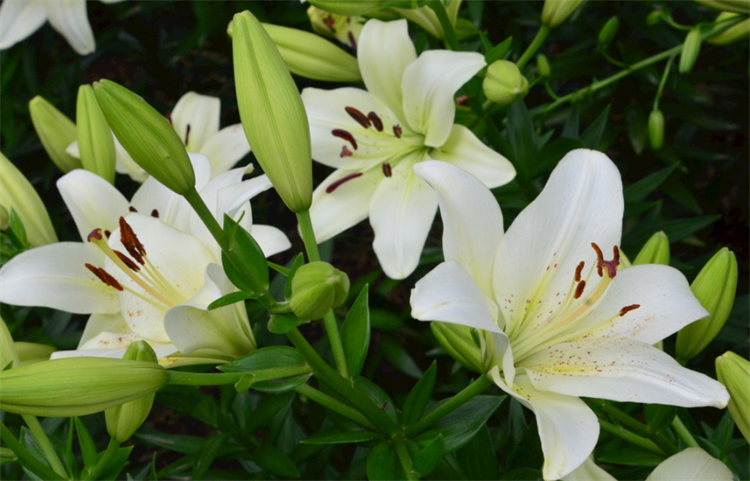 百合花语是什么意思？​​​​​​​百合花的花语及其寓意