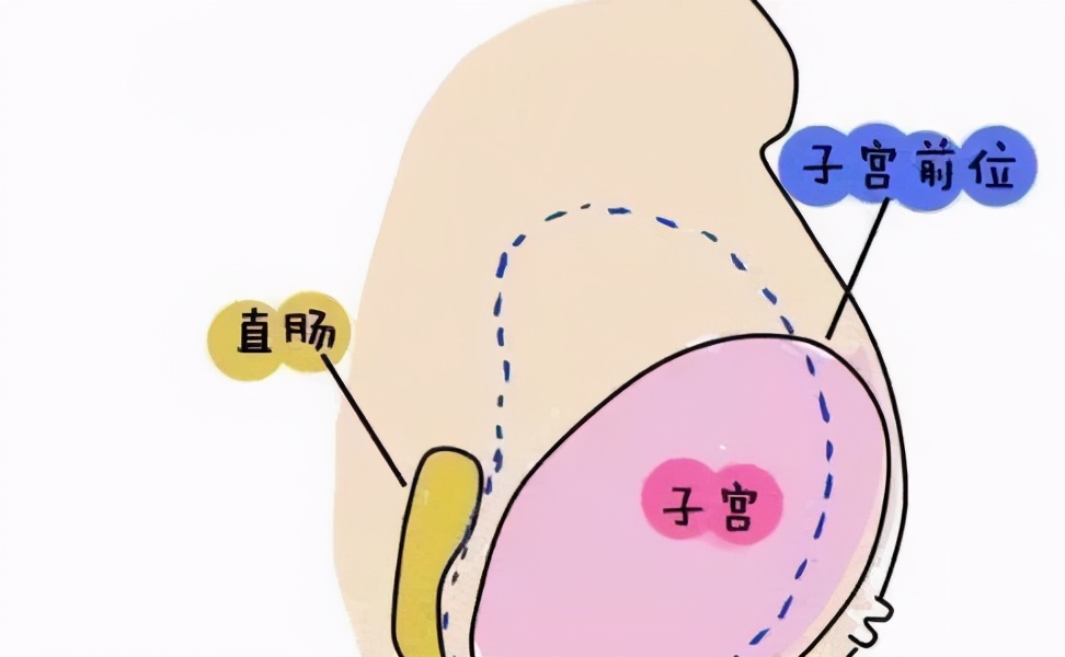 怀孕一般几个月显怀比较正常