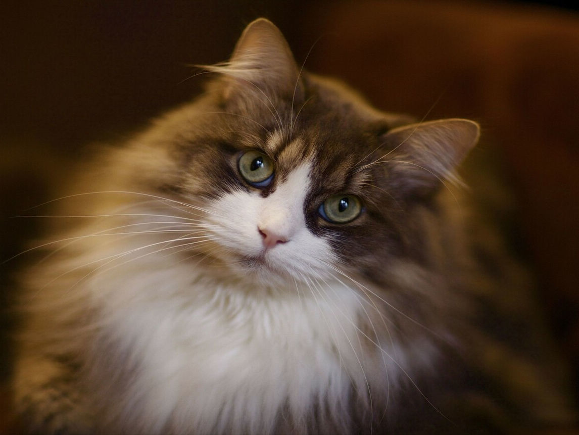 挪威森林猫价格挪威森林猫寿命一般多少年