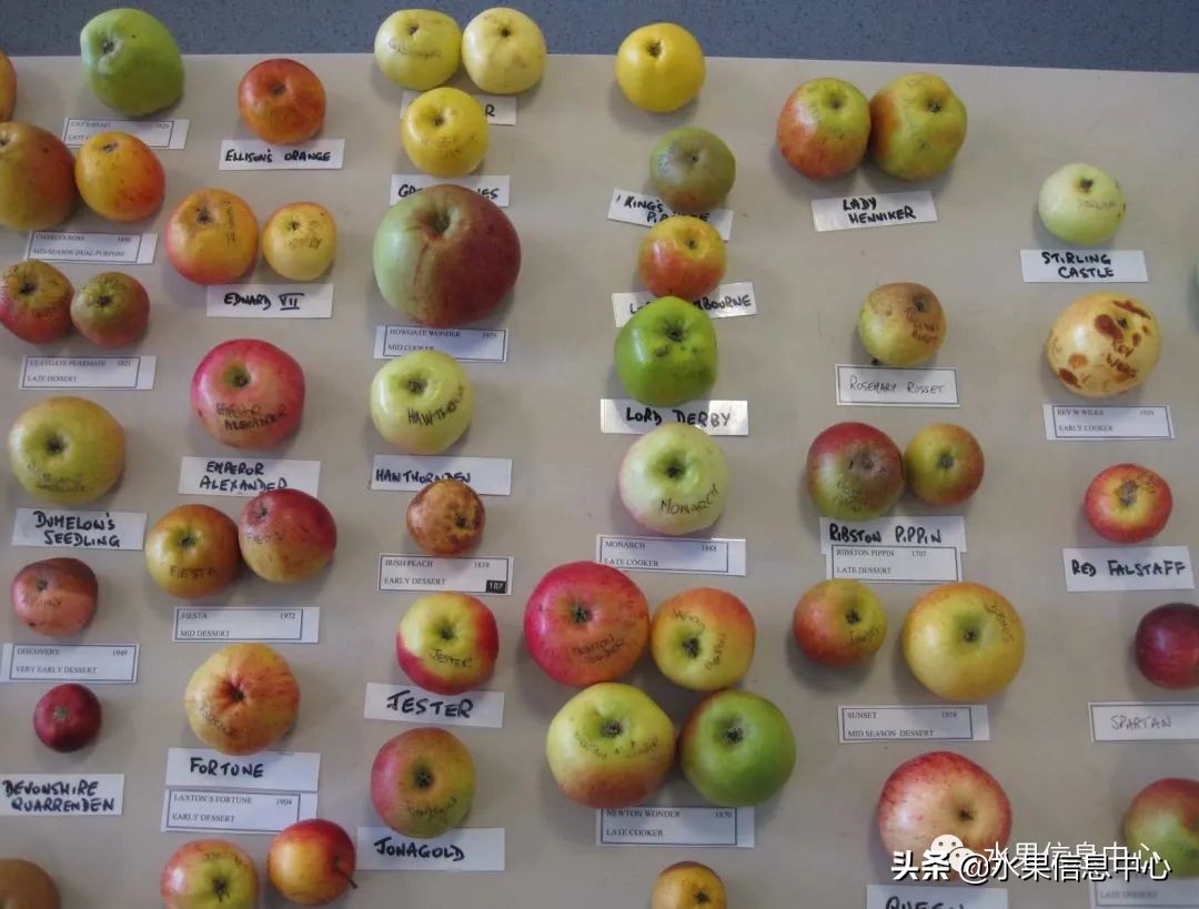 苹果的种类有哪些名称（苹果常见23种品种及成熟时间）