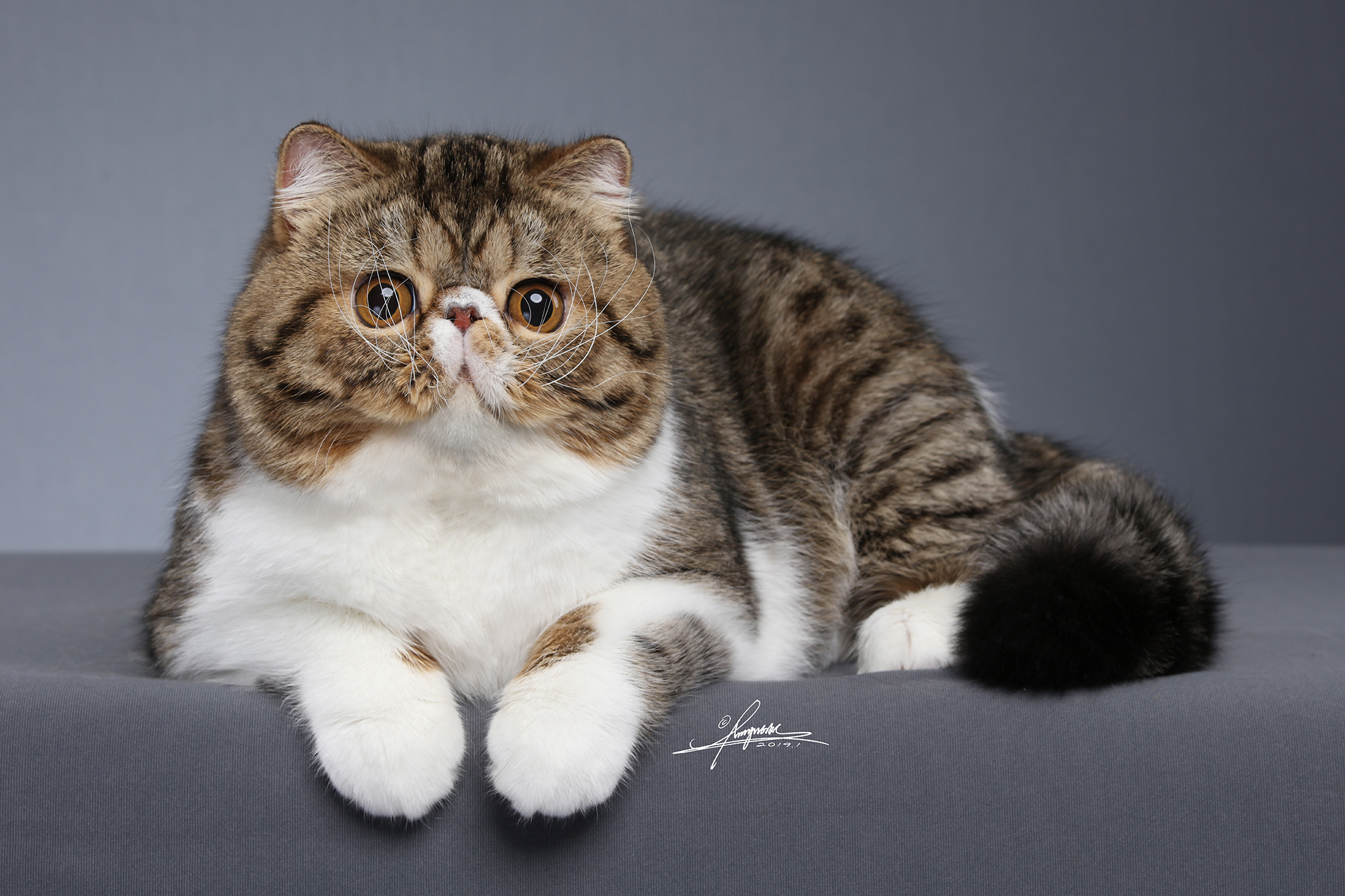 1,加菲猫(异国短毛猫)