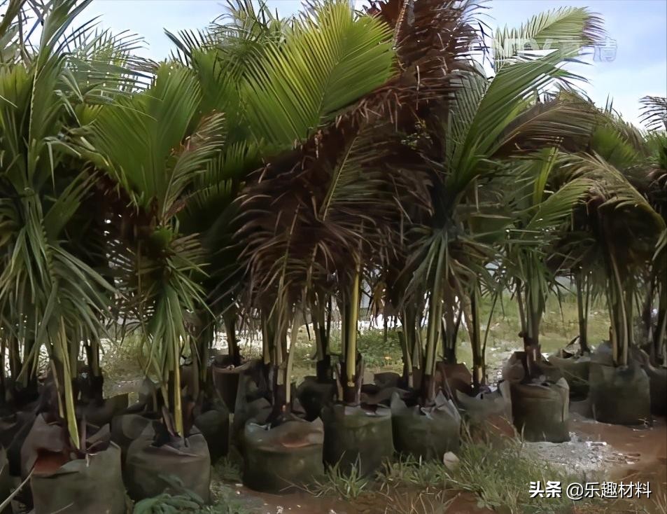 侱̵̻٣4.3ƽ󵺺ʱӵ̫ƽ̬