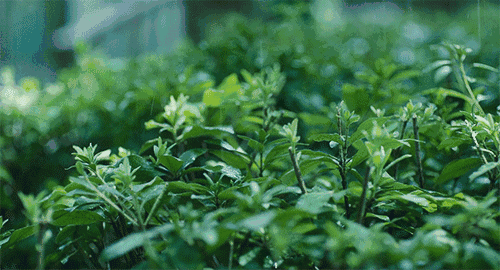 秋日细雨，绵绵不绝的小雨画面