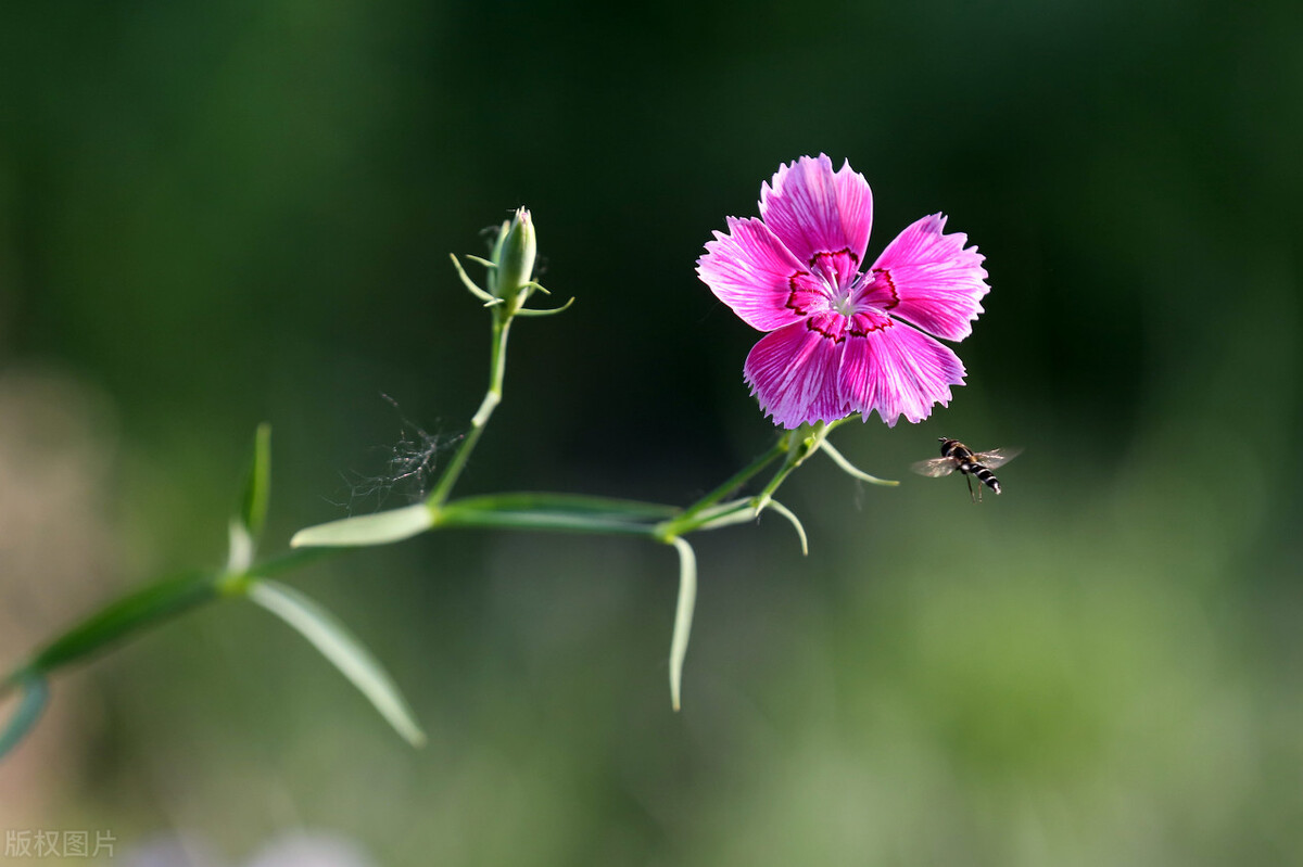 当如夏花：花开如火也寂寞，过尽千帆自泰然