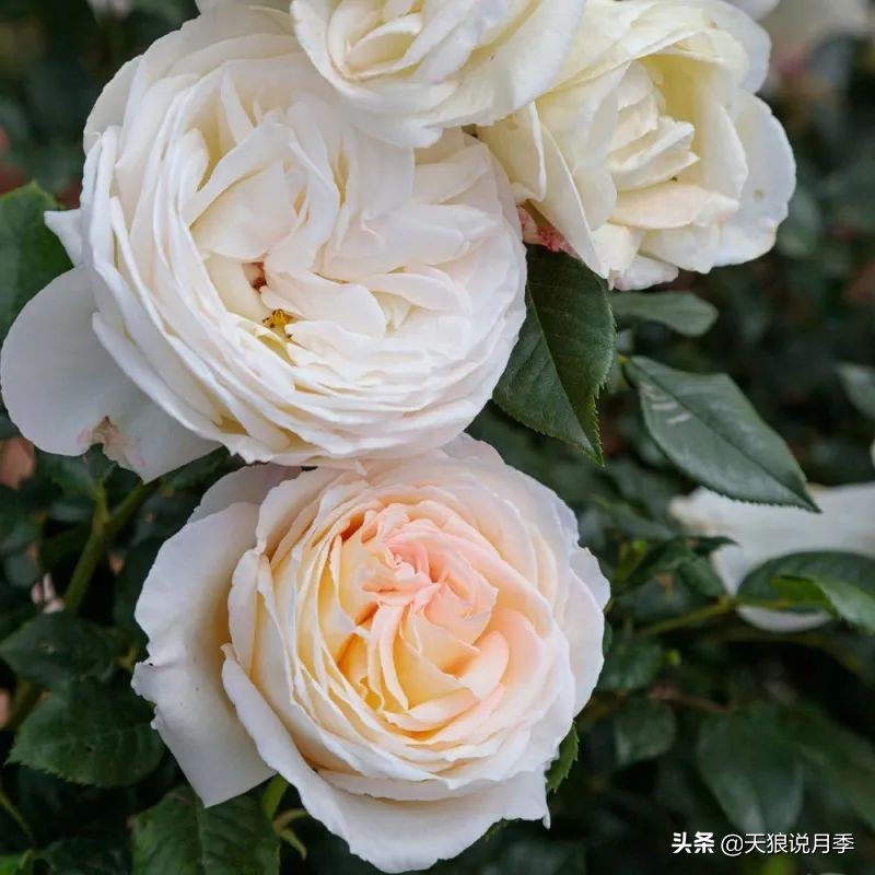 2020世界新品月季大赏，一起来看看都有哪些值得期待的新品种