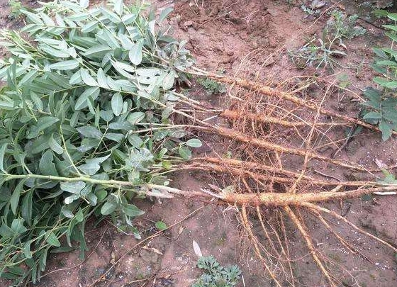 《本草精荟》:清热燥湿:苦参的功效与应用