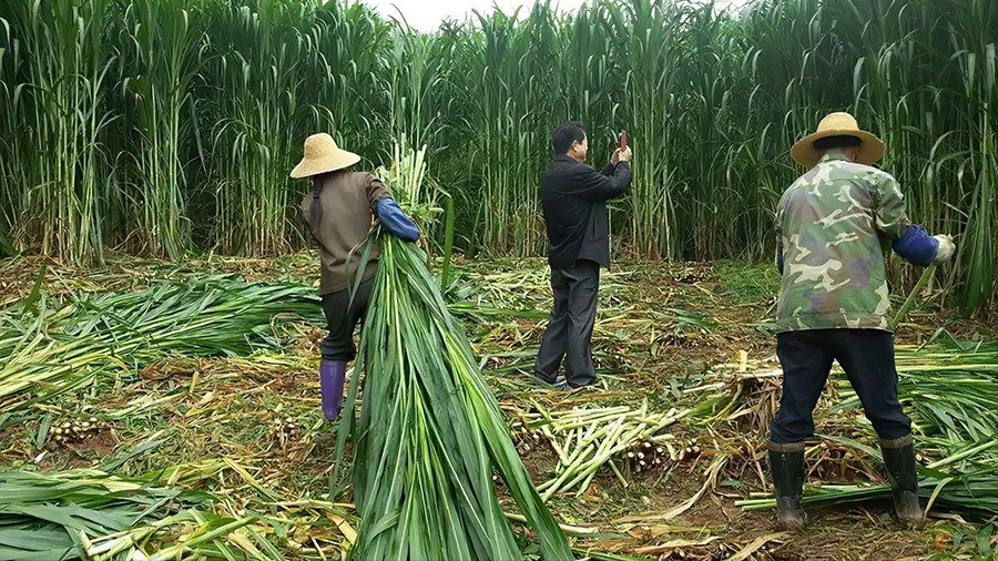 株高7米，畝產30噸，能收割15年的牧草，用來養(yǎng)豬能省不少飼料錢