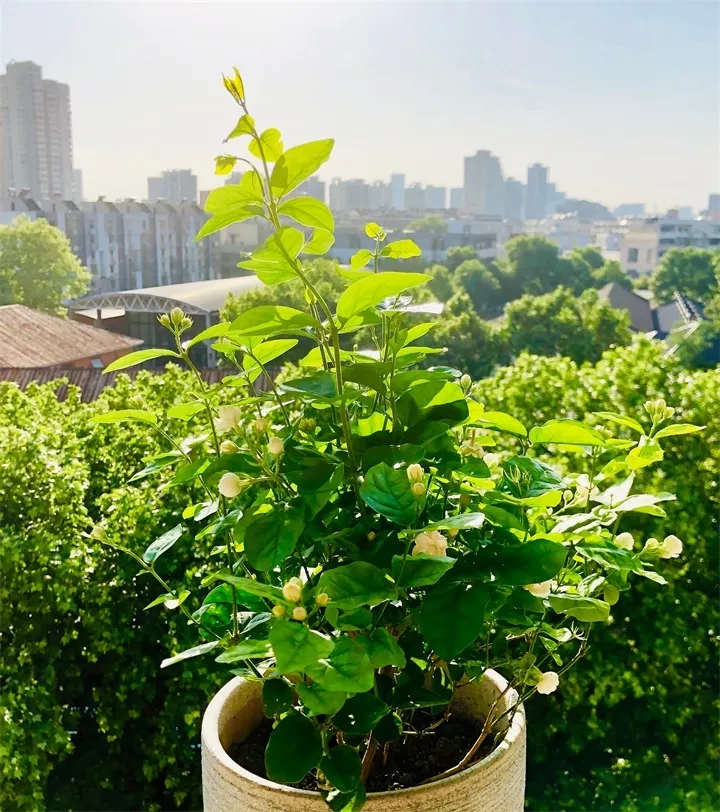 25种花，招财又旺运，附养护要点及放养位置