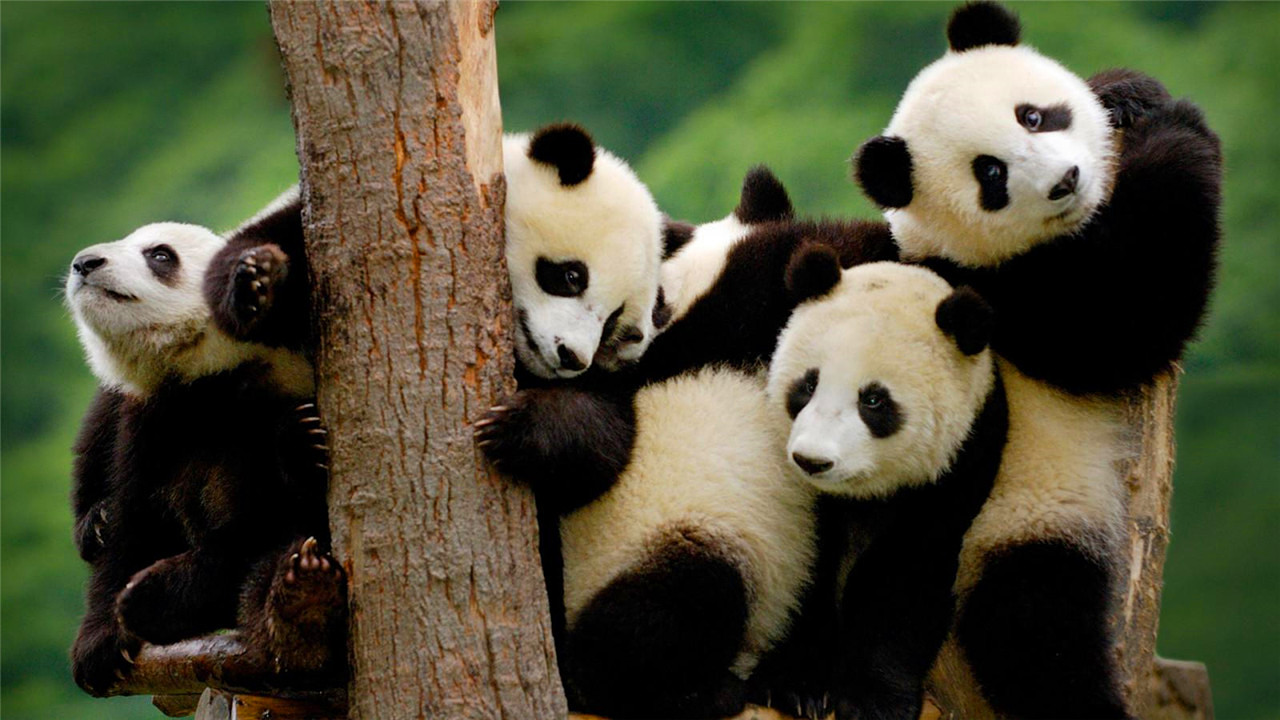 国宝大熊猫图片全身照(大熊猫的前世今生：从凶猛的“食铁兽”变成呆萌可爱的“国宝”)