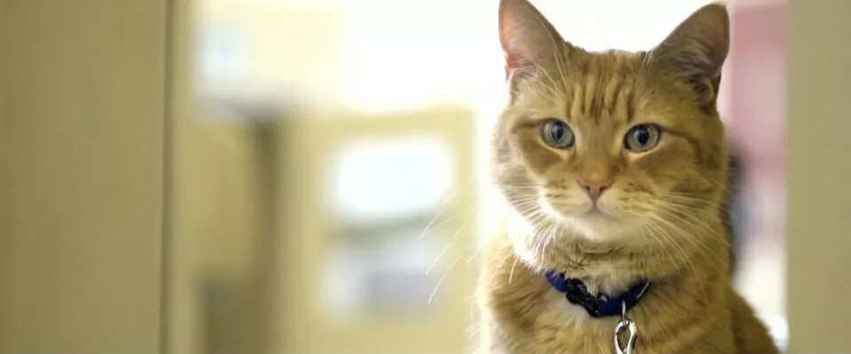 写给我的猫：亲爱的嘟嘟，请一辈子都跟我在一起吧