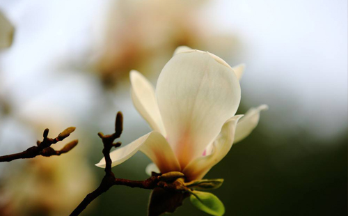 关于玉兰花的诗词十首