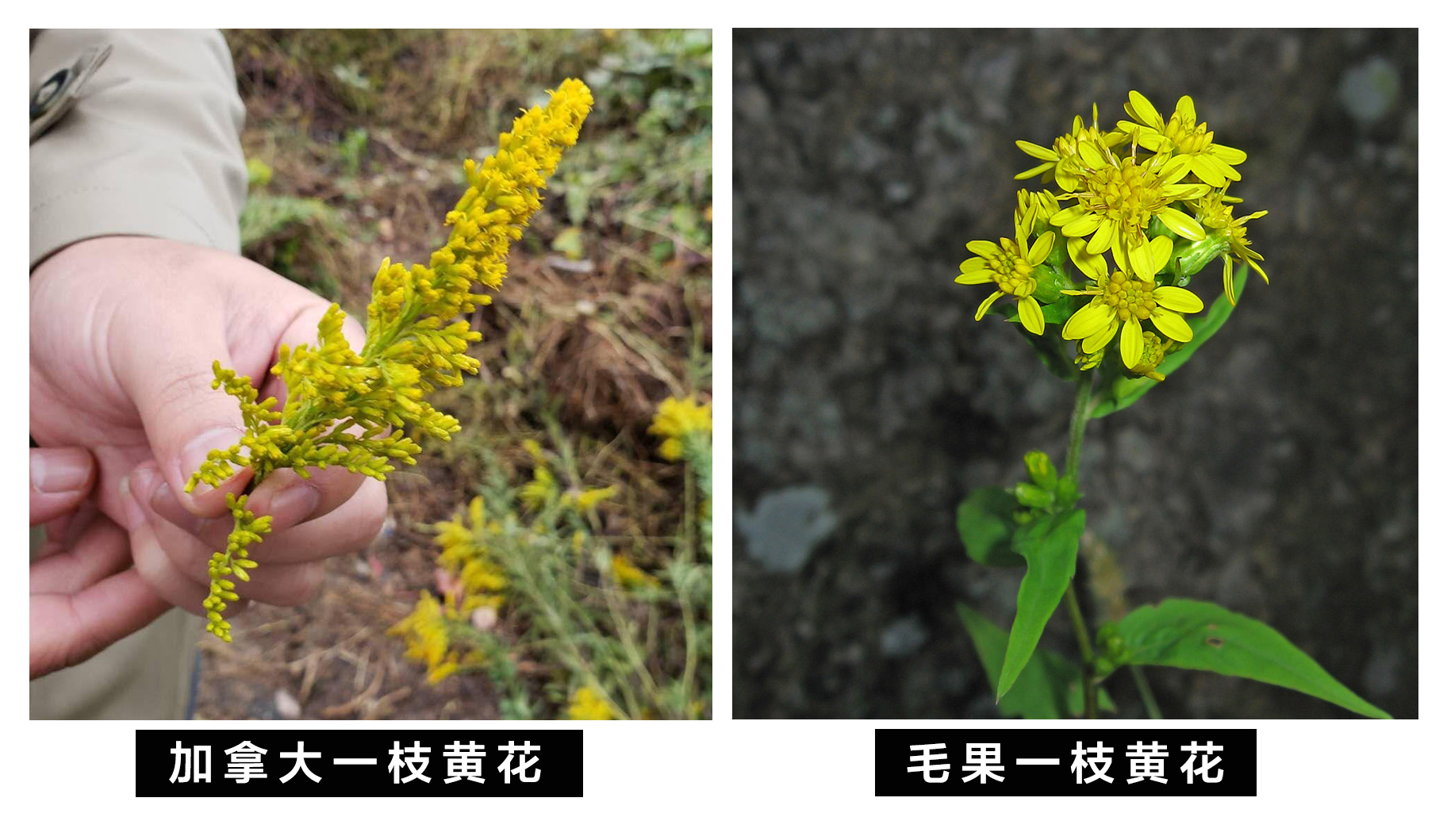 全城围剿！加拿大一枝黄花到底什么来头？为何被称“恶魔之花”？