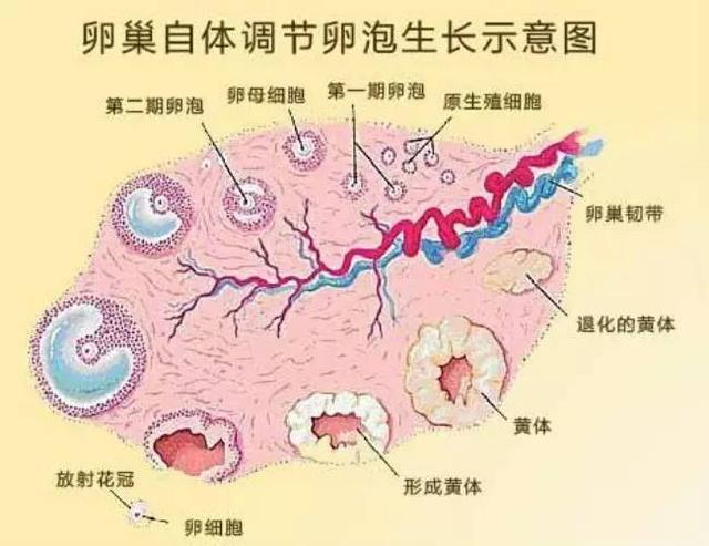 90后女孩的试管婴儿心酸史，为什么有些人想当个妈妈，如此艰难？