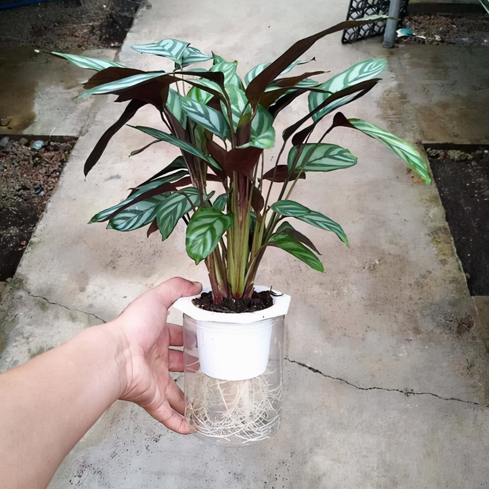 今日飞羽花的寓意和象征风水{飞羽竹芋植物}_云百科