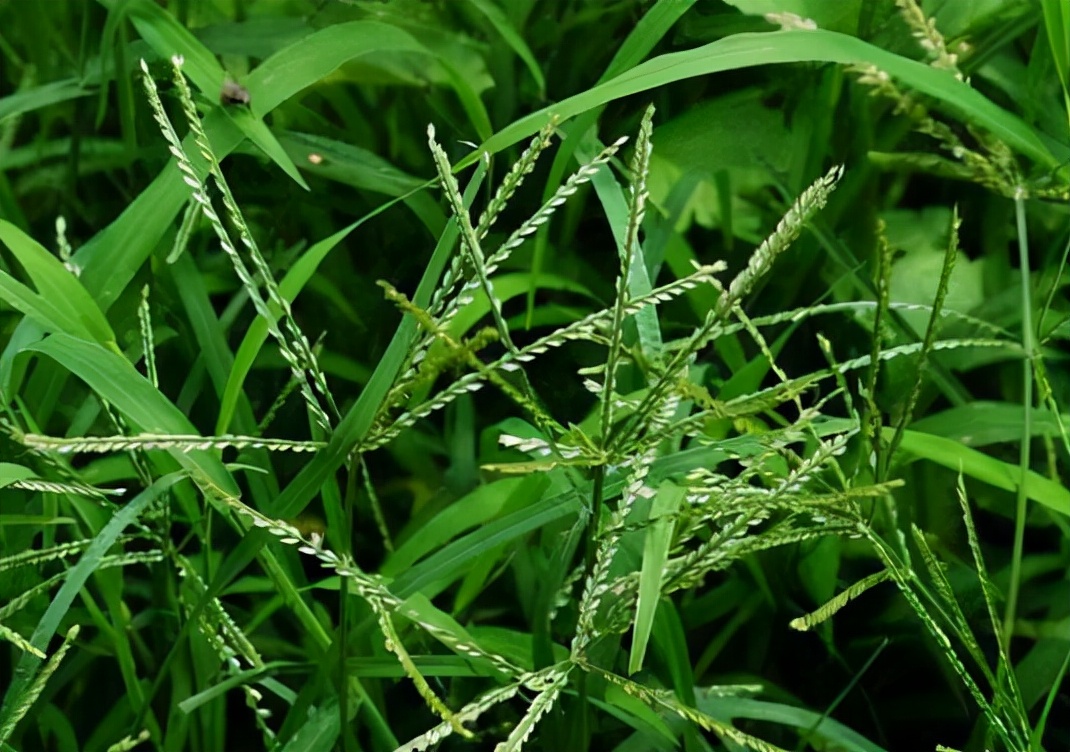 牛筋草收购多少钱(牛筋草) - 价格百科