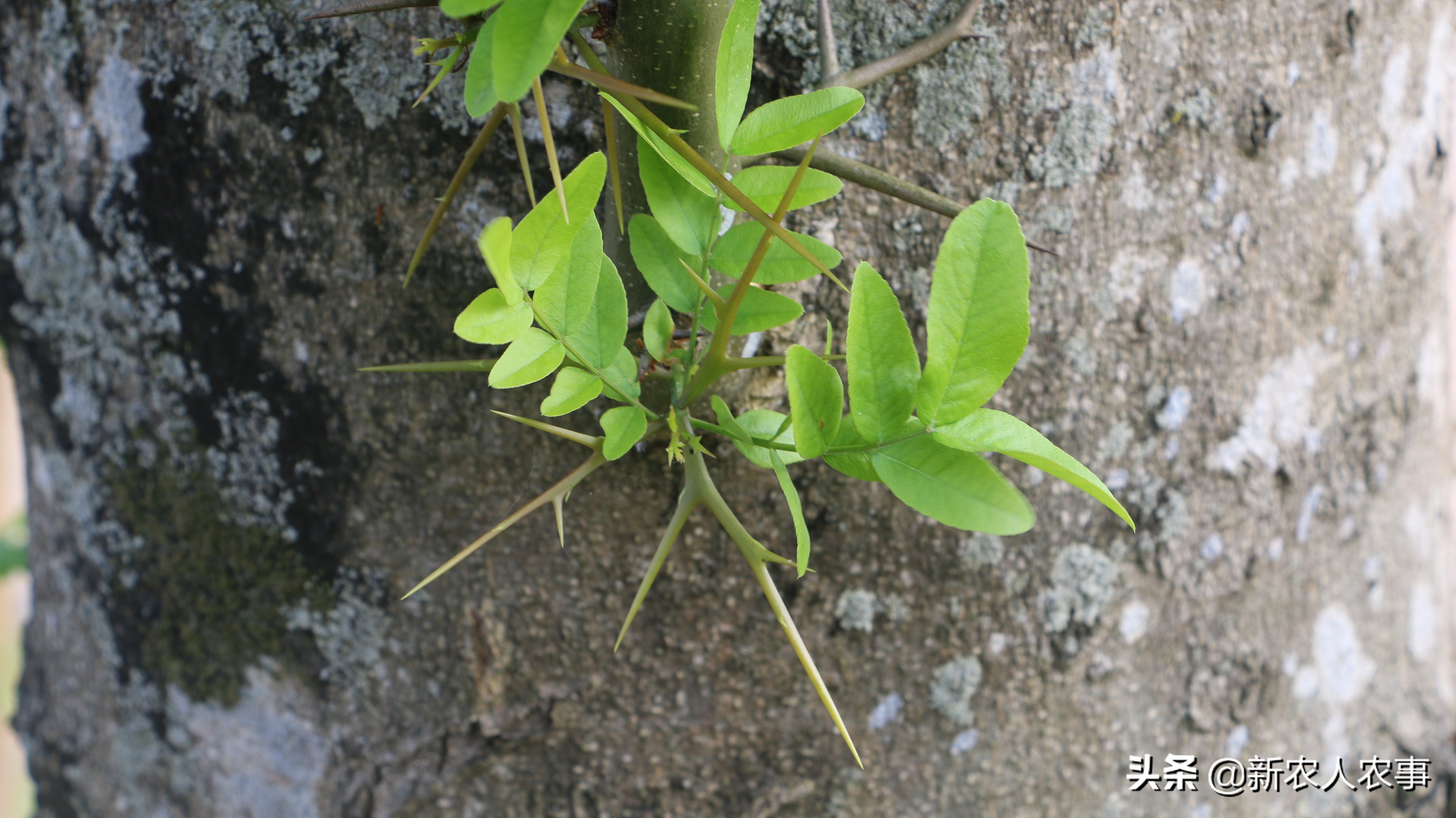 南方农村里常见的天丁皂角刺,那些不为人知的秘密,你听说过吗?