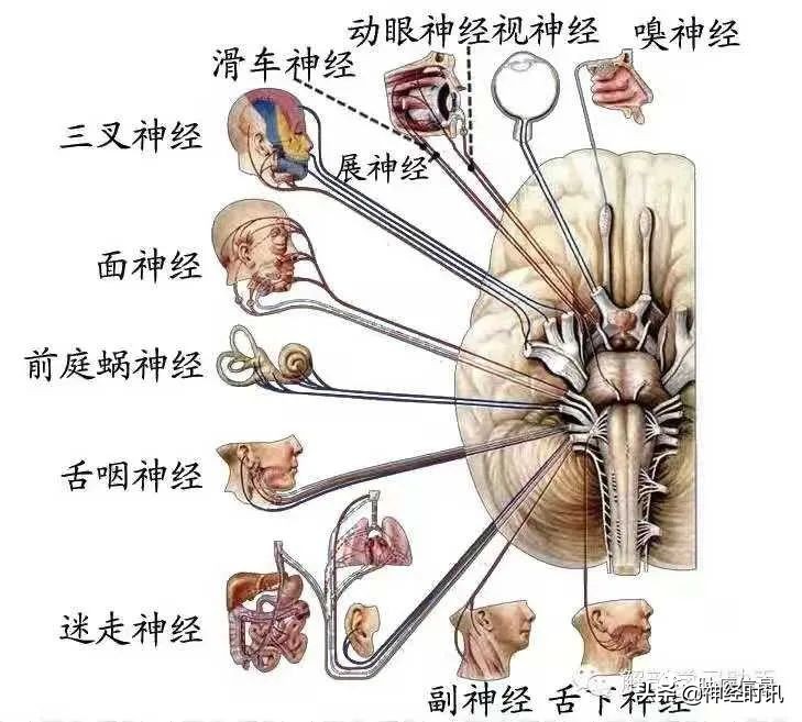 十二对颅神经解剖及损伤后表现