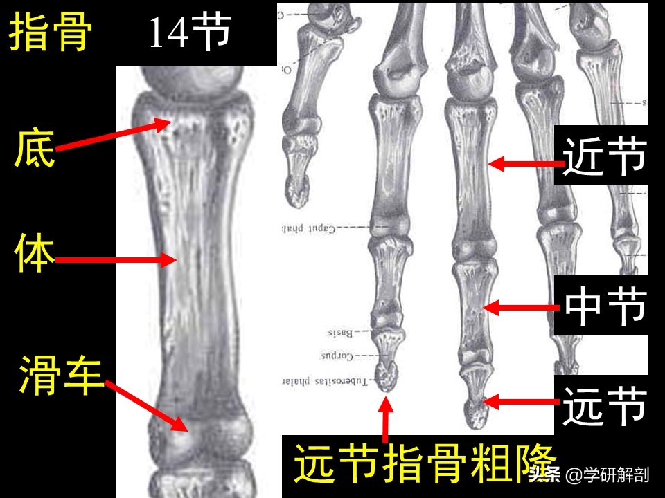 美人骨和蝴蝶背指的是上肢带骨锁骨和肩胛骨，上肢骨的形态结构