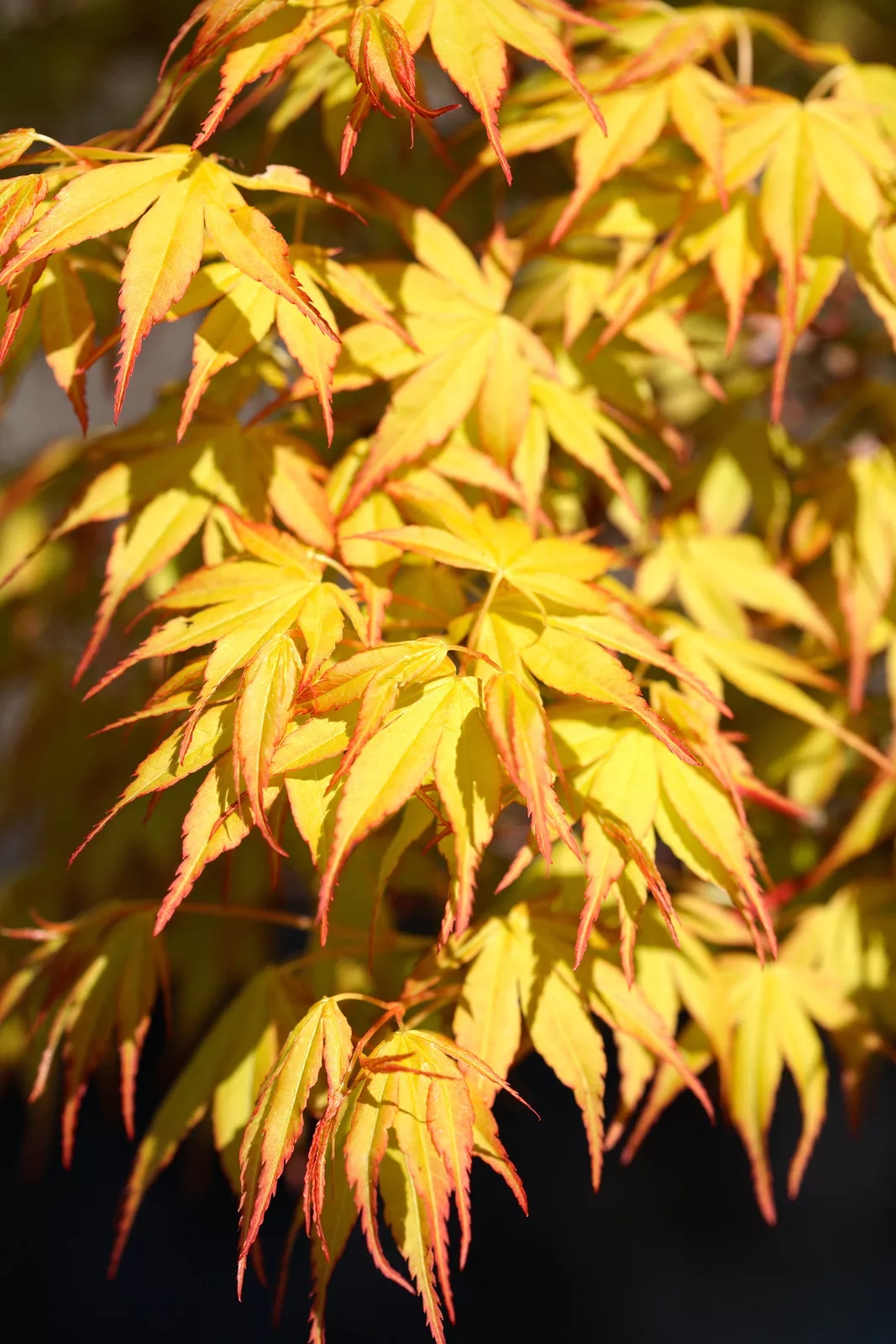 红枫树适合种在哪里（种植红枫树3个注意事项）