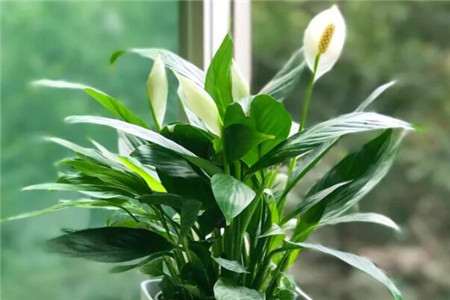 **十大除甲醛绿植排行榜：室内空气净化必备植物推荐**