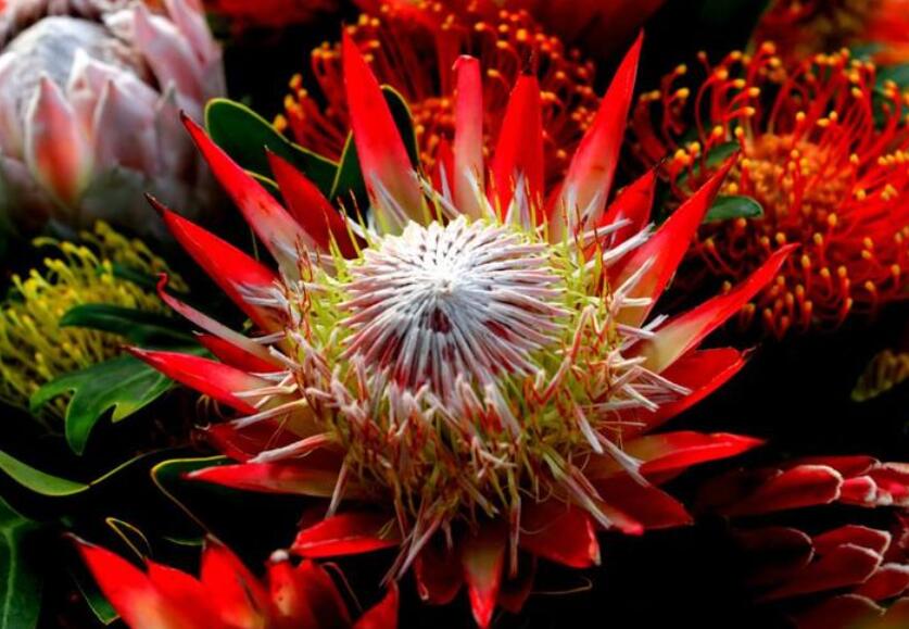 奥运会颁奖仪式场景物品有哪些（历届奥运会颁奖花束盘点，你最爱哪个？有些在家就能养）