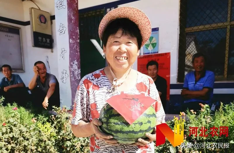 肥鄉“辛寨”西瓜打擂爭雄