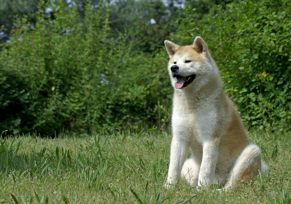 原来秋田犬“贵”是因为这些原因，果然养不起