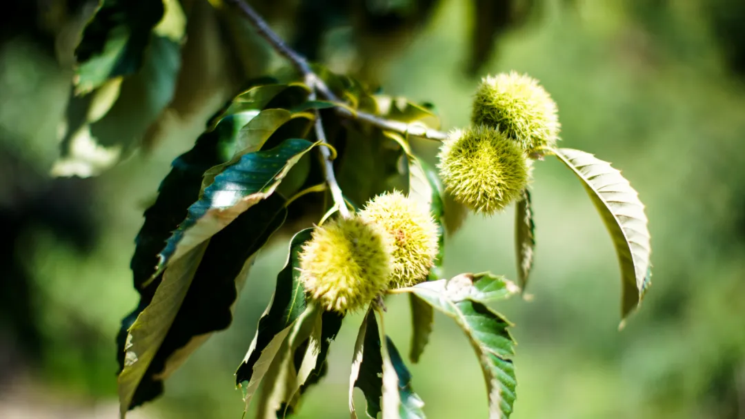 板栗、核桃，这个季节，山里的农副产品才是主角