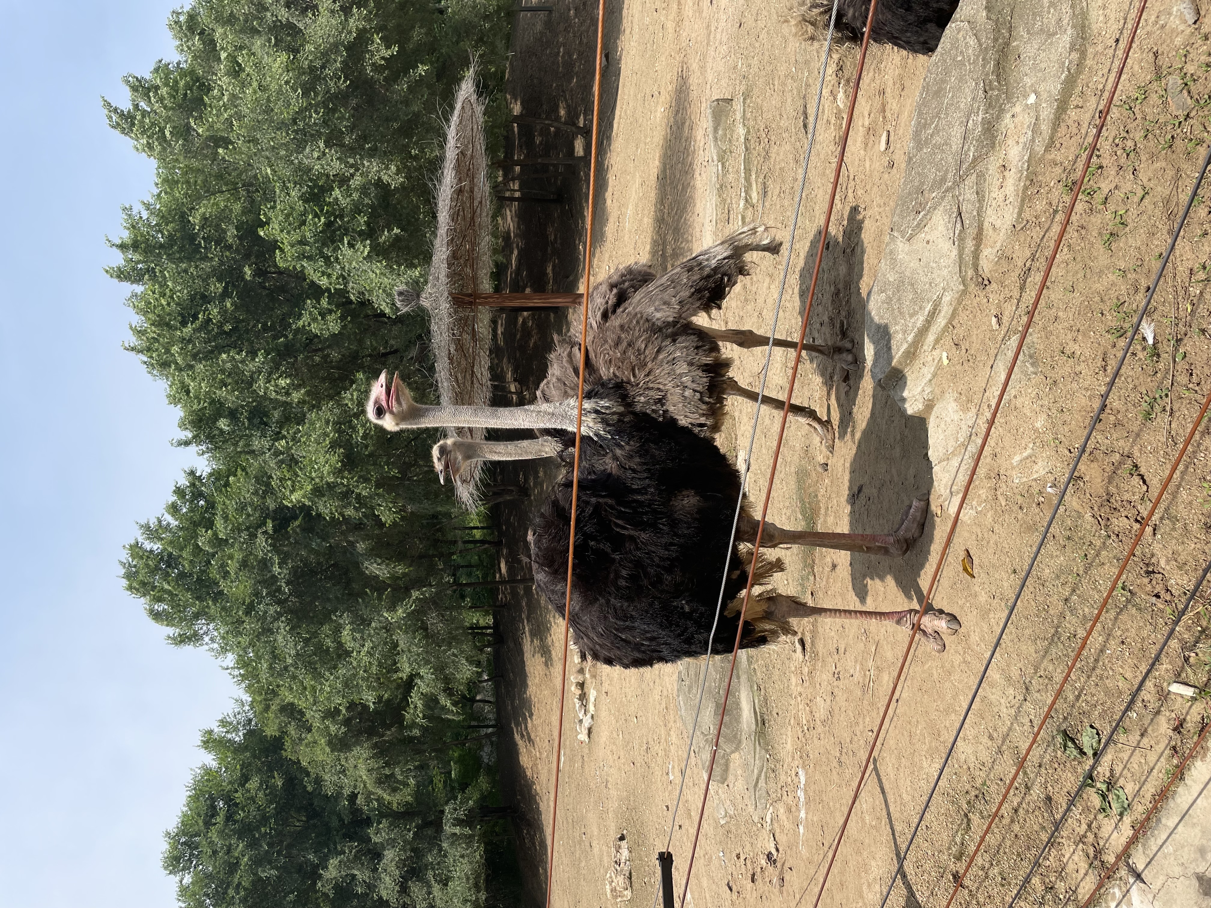 盛夏游沈阳森林动物园