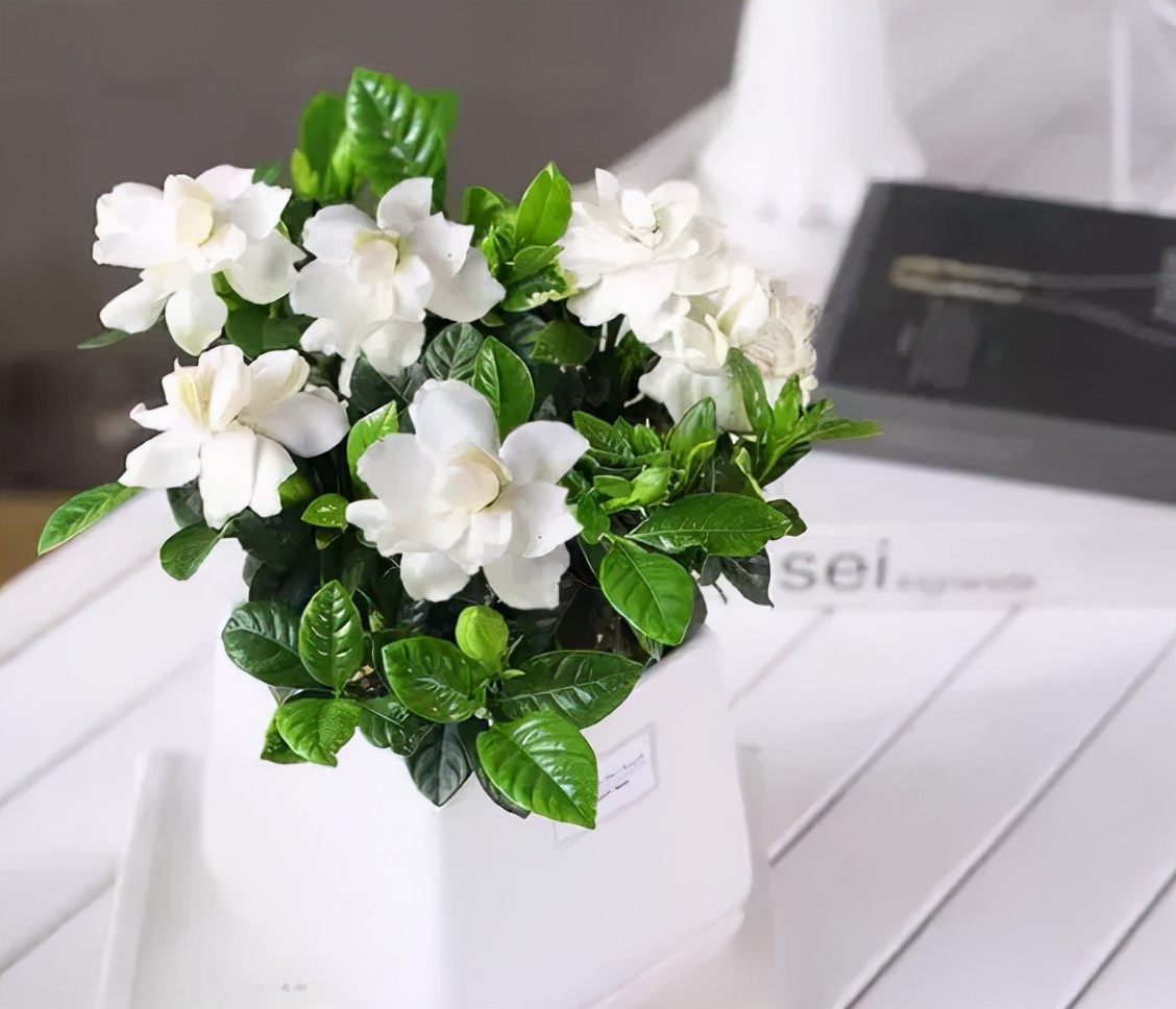 白色风铃花图片（5种纯洁的白色花卉看一眼就想养一盆）