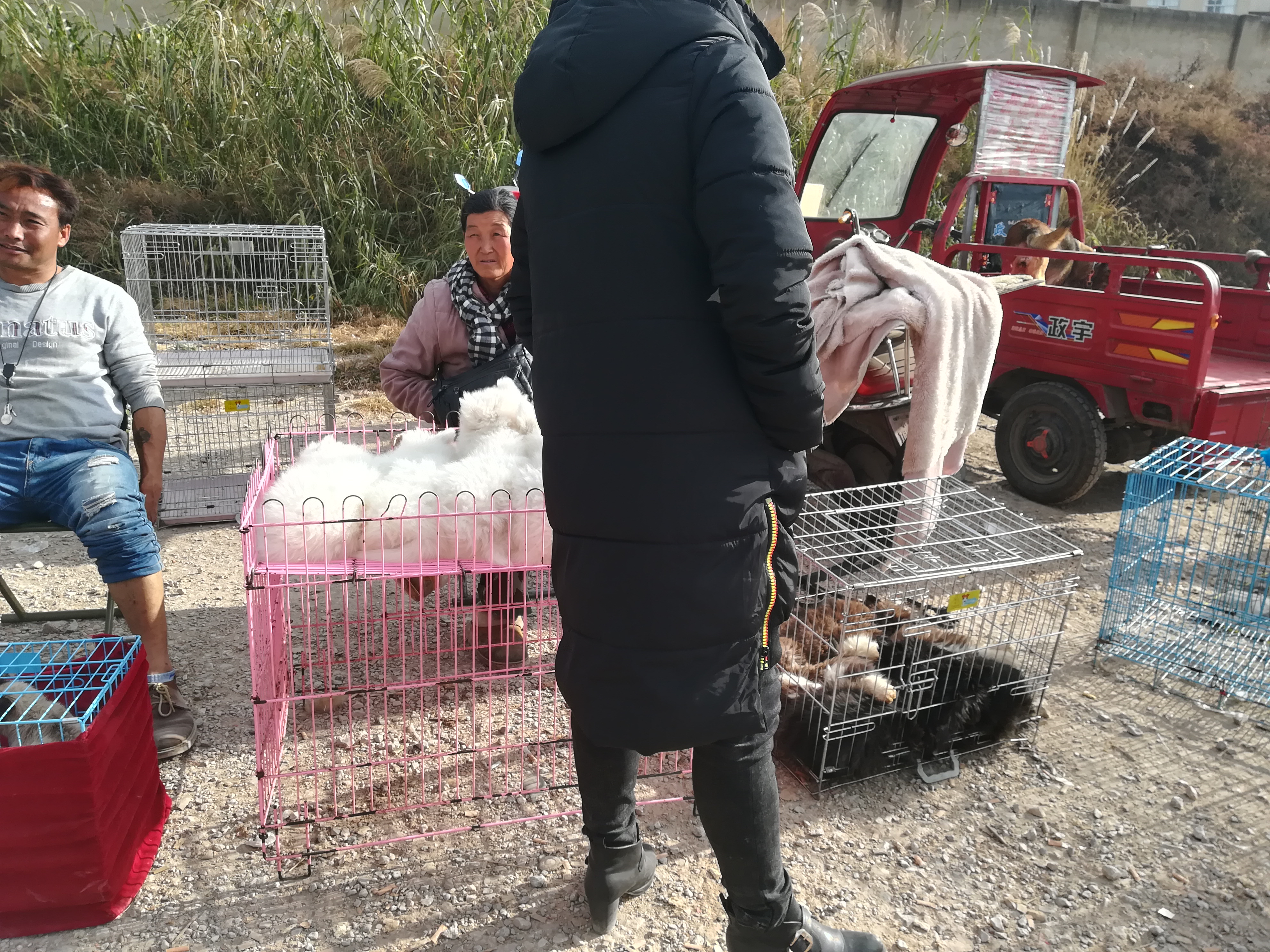 狗市：商贩出售萨摩耶喊价600元，顾客却想400元买走？