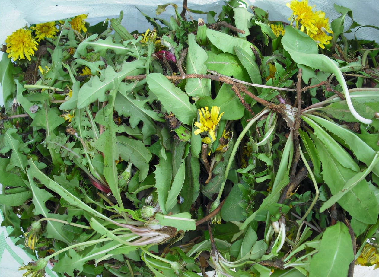 入冬后4种野菜又可挖了,农村老人一挖一篮子