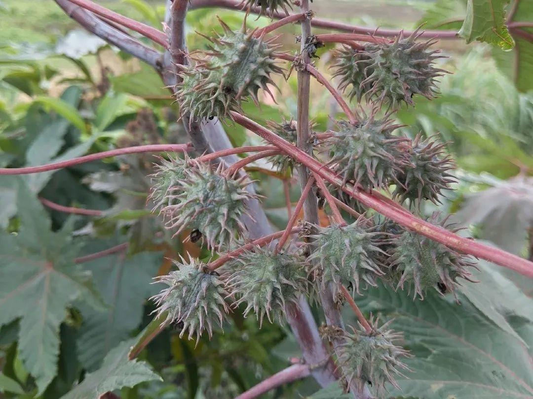 蓖麻全株都有毒,特别是蓖麻籽(带刺外皮剥掉后的籽),小儿误食1-3粒