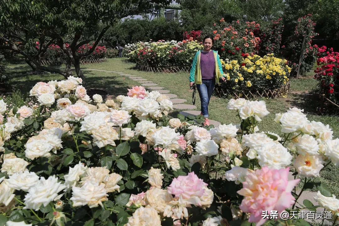 天津市市花是什么（正是最美花期收下这份赏花地图）
