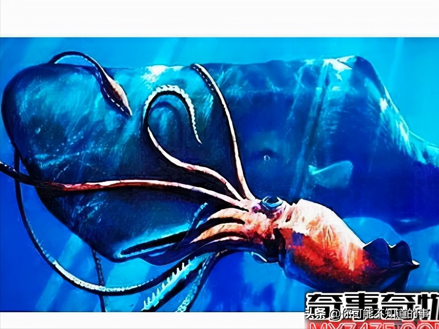 深海中最可怕的生物排行榜