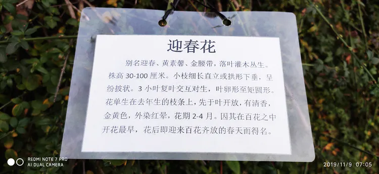 陪你一起看湖北省广水一中①——走进植物王国