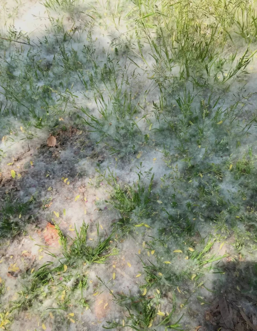 三月桃花雪一城柳絮风图片