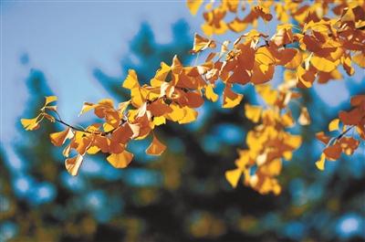 仅在每周六、周日开放！辽大最美银杏如何文明观赏快看这里……