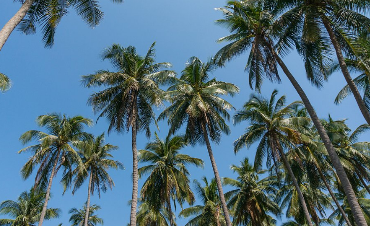 种植椰子树，需要做到遵循规律，做到科学种植科学管理