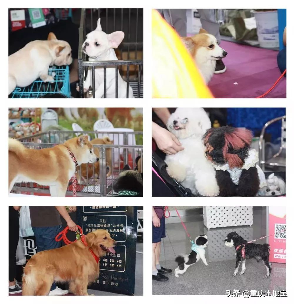一大波萌宠来袭！国际宠博会落地重庆！还有限量免费门票可以领